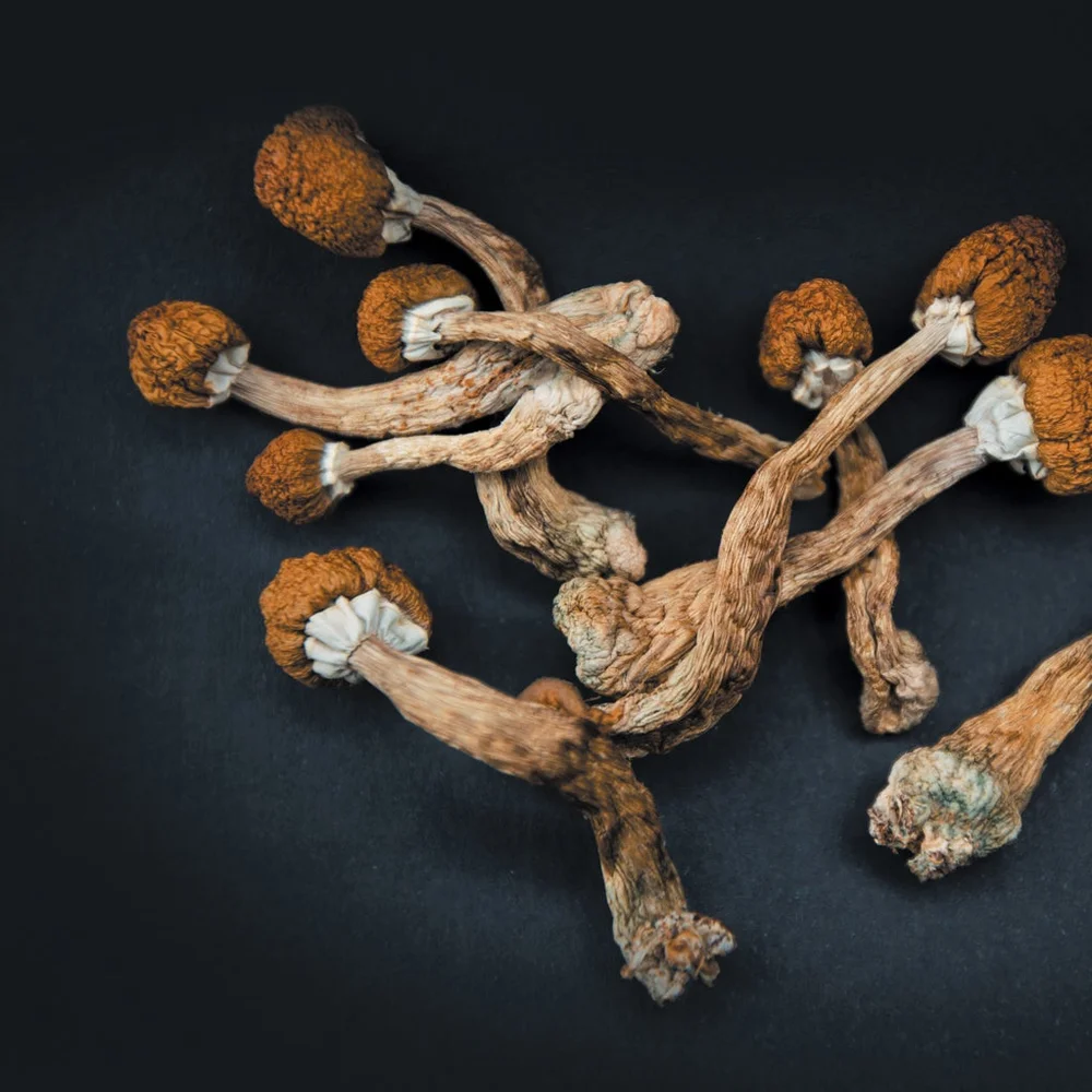 How Do You Store Magic Mushrooms Properly